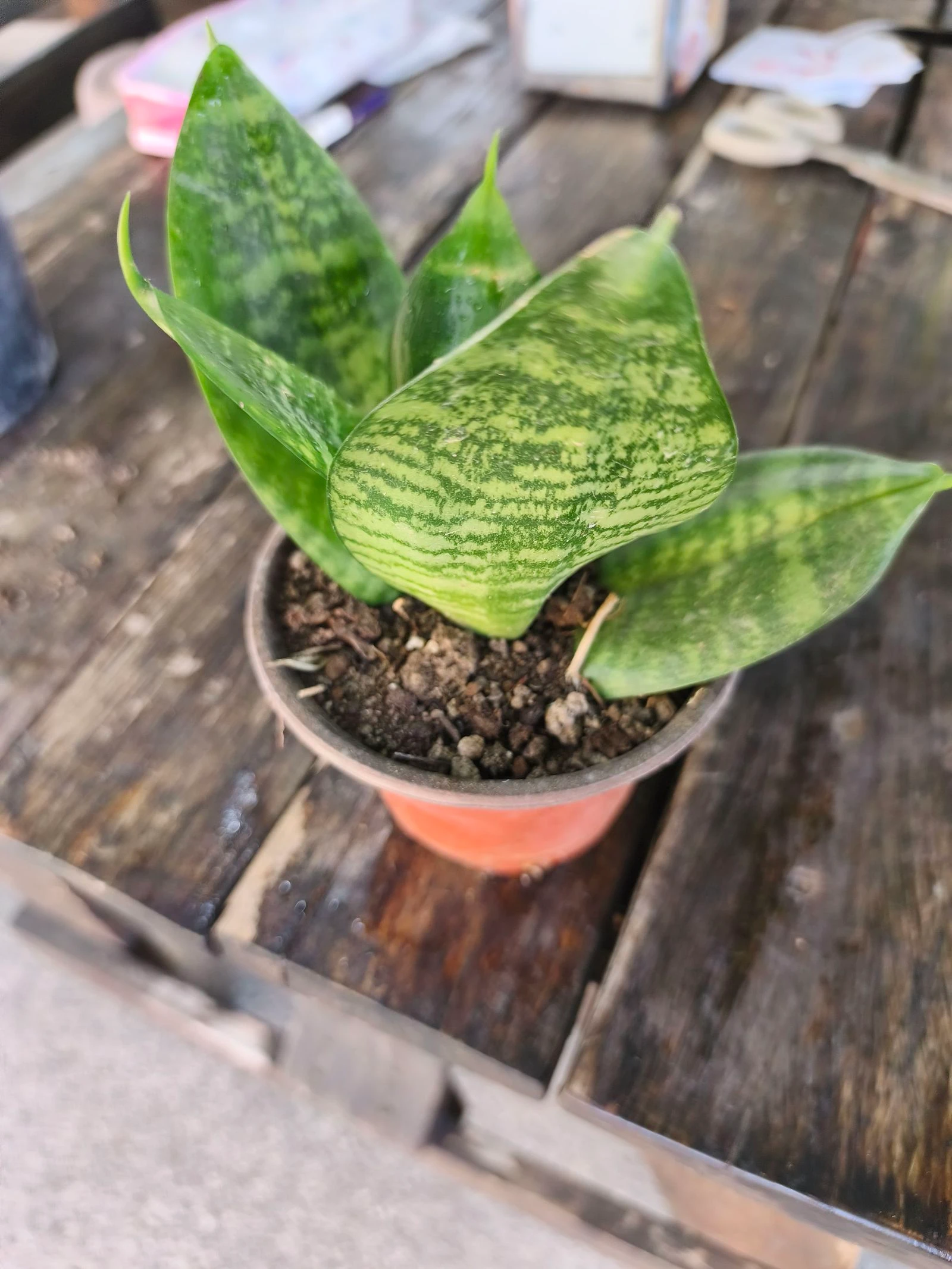 Planta sansirveria 